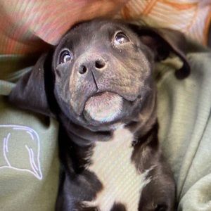 Meet your Posher, Ariel